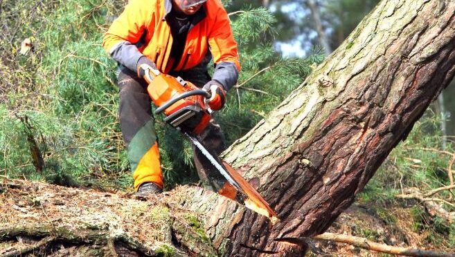 fakivágási engedély Szentes, fakivagasi engedel szentes