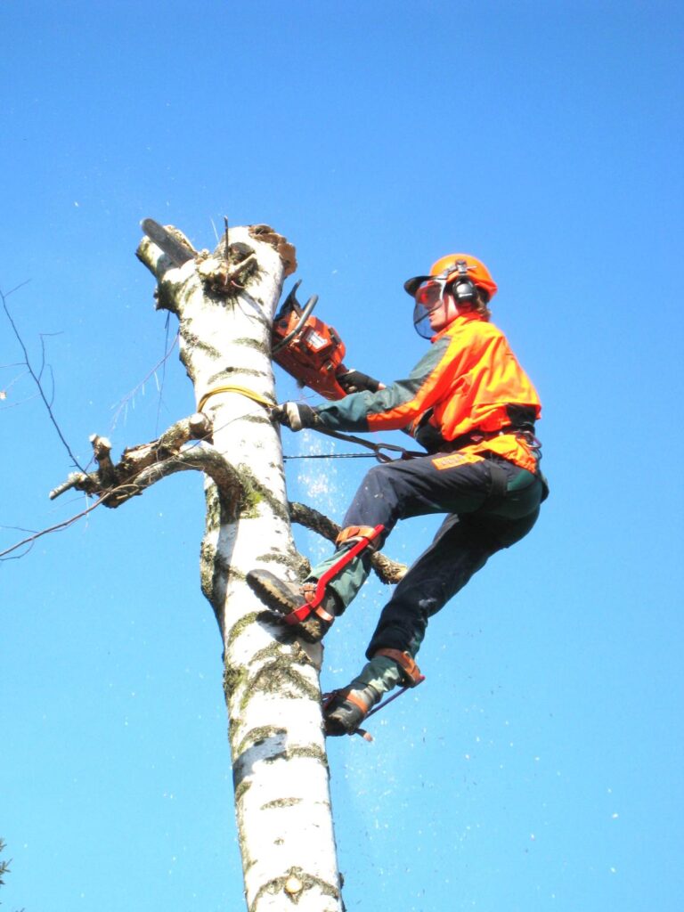 fakivágás Szentes, fakivagas szentes